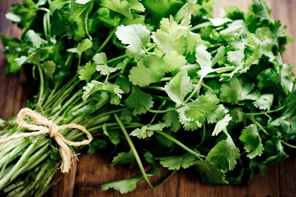 A fresh bundle of cilantro