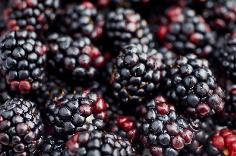 fresh blackberries 